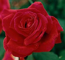 This is for you and Only you Duyen